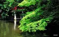 武蔵一宮 氷川神社の写真_80351