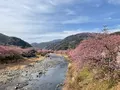 河津桜の写真_804900