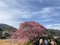 河津桜の写真_804901