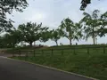 さくらの山公園の写真_80649