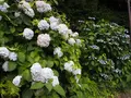 飛鳥山公園の写真_80726