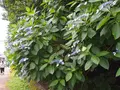 飛鳥山公園の写真_80730