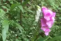伊豆ケ岳の写真_80792