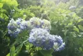 伊豆ケ岳の写真_80793