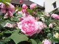 神戸布引ハーブ園/ロープウェイの写真_81050