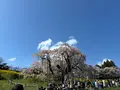 三春滝桜の写真_811952