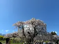 三春滝桜の写真_811953