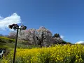 三春滝桜の写真_811954