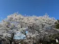三春滝桜の写真_811955