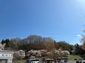三春滝桜の写真_811956