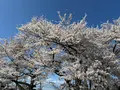 三春滝桜の写真_811959