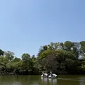 井の頭恩賜公園の写真_812157