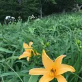 霧降高原の写真_81335