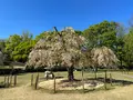 山形城 本丸一文字門の写真_813751