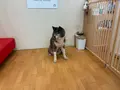 秋田犬ステーションの写真_813917