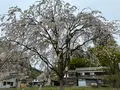 桜並木駐車場の写真_814087