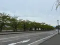 桧木内川桜並木の写真_814118