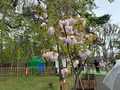 弘前城の写真_814311