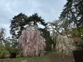 弘前城の写真_814315