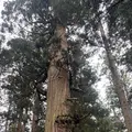 羽黒山五重塔の写真_814995