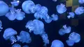 鶴岡市立加茂水族館（クラゲドリーム館）の写真_815321