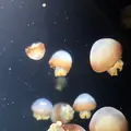 鶴岡市立加茂水族館（クラゲドリーム館）の写真_815324