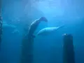 リバー・サファリ・シンガポールの写真_815486