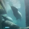 リバー・サファリ・シンガポールの写真_815493