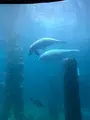 リバー・サファリ・シンガポールの写真_815494