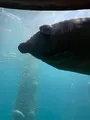 リバー・サファリ・シンガポールの写真_815497