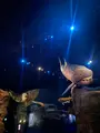 S.E.A. Aquariumの写真_815543