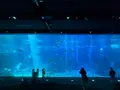 S.E.A. Aquariumの写真_815559