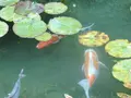 モネの池（名もなき池）の写真_81606
