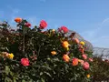 小田原フラワーガーデンの写真_81680
