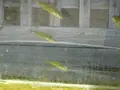 醤油屋喜代治商店の写真_820717