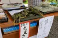 モネの池（名もなき池）の写真_82102