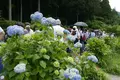 モネの池（名もなき池）の写真_82149