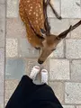 奈良公園の写真_824449