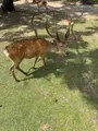 奈良公園の写真_824451