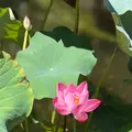 長谷寺の写真_827383