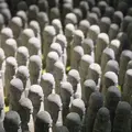 長谷寺の写真_827384