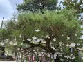智恩寺の写真_827514
