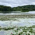 南湖公園の写真_829172