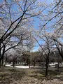 湯沢中央公園【桜の名所】の写真_832092