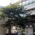 シドモア桜の写真_83354