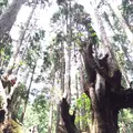 ２１世紀の森公園の写真_83460