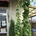 麦雑穀工房 マイクロブルワリーの写真_83681