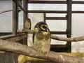 掛川花鳥園の写真_837214