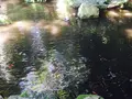 滝の根公園の写真_83862