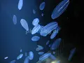 鶴岡市立加茂水族館（クラゲドリーム館）の写真_84027